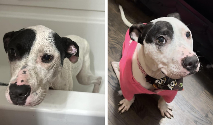 Rescued dog Pickles transformation