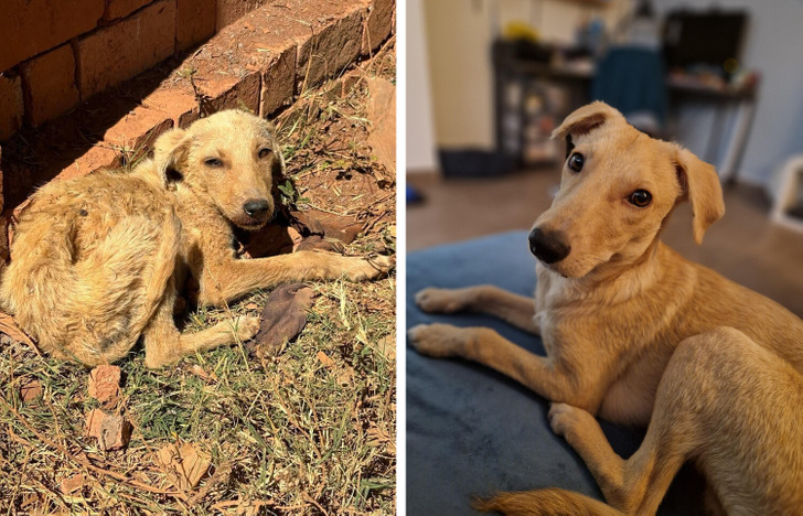 Rescued street animal transformation