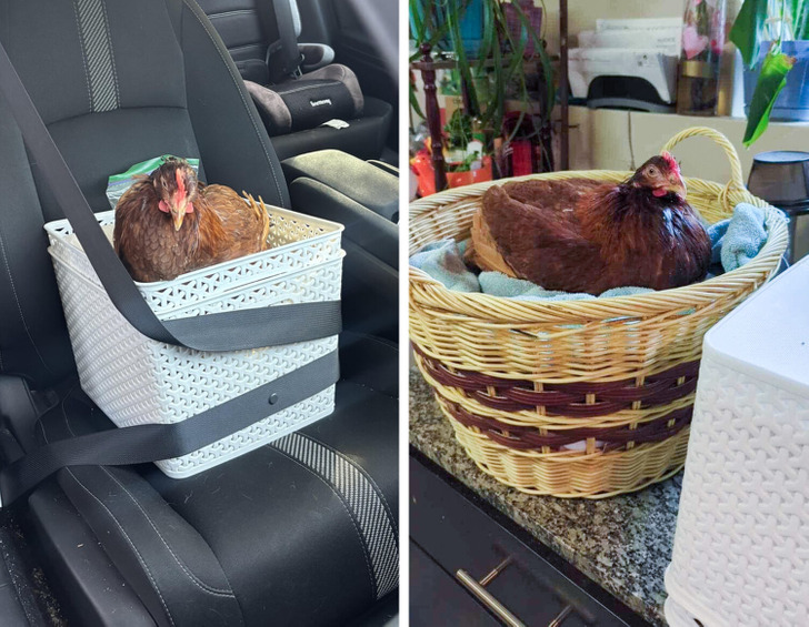 partially paralyzed chicken who found home after adoption