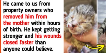 The Miraculous Transformations of Rescued Animals: 15 Heartwarming Tales