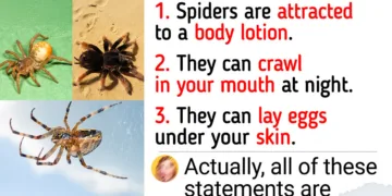 Decoding Spider Myths: Unraveling Some Startling Arachnid Facts