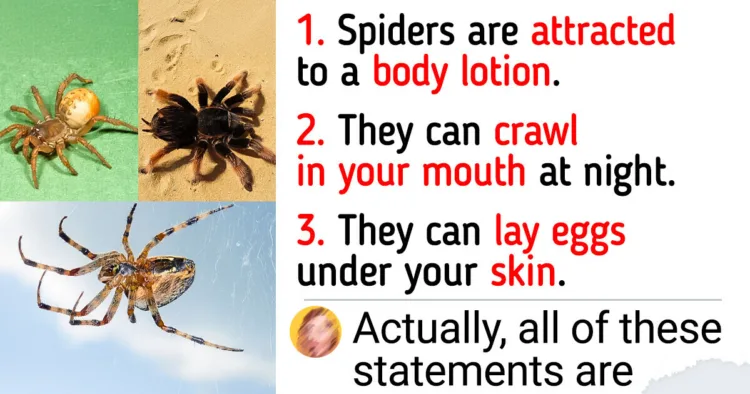 Decoding Spider Myths: Unraveling Some Startling Arachnid Facts