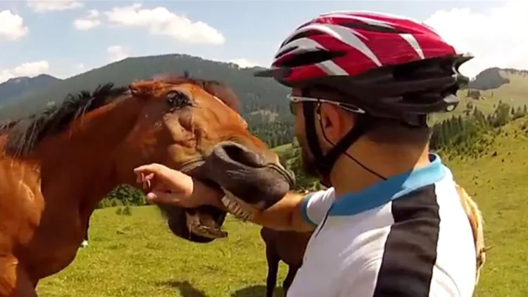 Animal Encounters But They Get Crazier! 🐴 – video