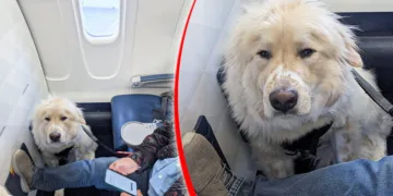 Astonished Passenger Relinquishes First-Class Seat to a Dog — Public’s Reaction is Divided