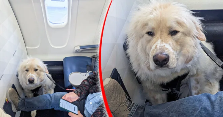 Astonished Passenger Relinquishes First-Class Seat to a Dog — Public’s Reaction is Divided