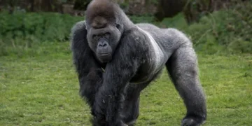 Self-Taught Silverback Gorilla Astounds by Walking like a Human