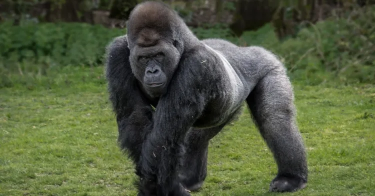 Self-Taught Silverback Gorilla Astounds by Walking like a Human