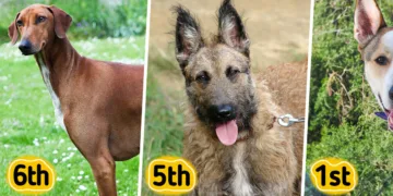 Discovering the Undiscovered: 10 Uncommon Canine Breeds You Might Not Know