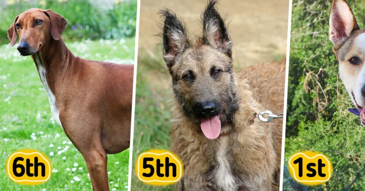 Discovering the Undiscovered: 10 Uncommon Canine Breeds You Might Not Know