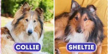 Decoding Canine Look-alikes: 8 Pairs of Dog Breeds That Prove Appearance Can Be Deceiving