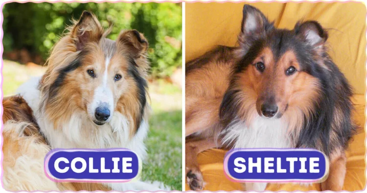 Decoding Canine Look-alikes: 8 Pairs of Dog Breeds That Prove Appearance Can Be Deceiving