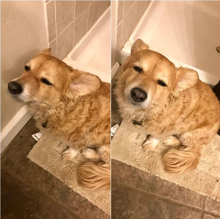 Dog Following Owner to Bathroom