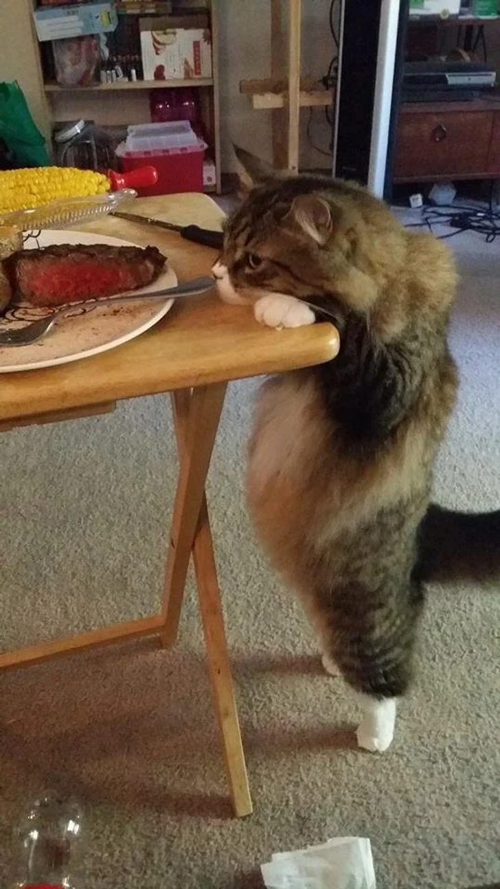 Dog Trying to Get Steak