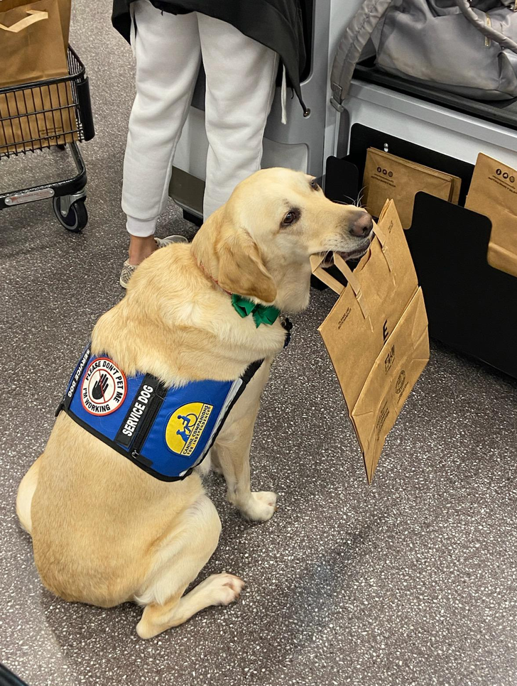 Dog Helping with Groceries