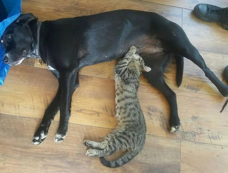 Dog Nursing Cat