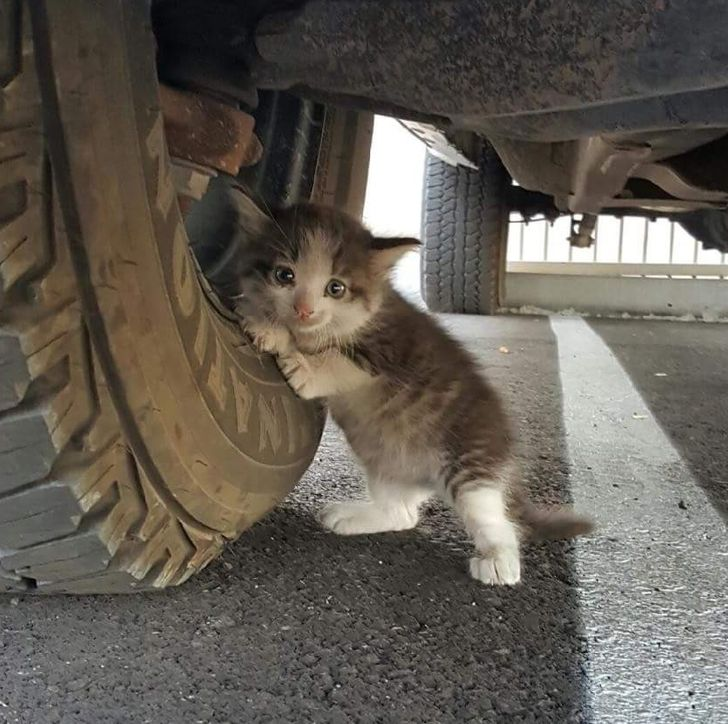 Kitten Found Under Car