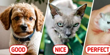 16 Ideal Pets for Allergy Patients: Say Goodbye to Sneezes