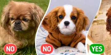 Dog Breeds: 10 Hypoallergenic Choices VS 10 Allergy Triggers