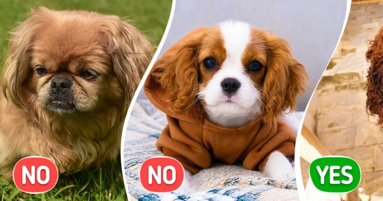 Dog Breeds: 10 Hypoallergenic Choices VS 10 Allergy Triggers