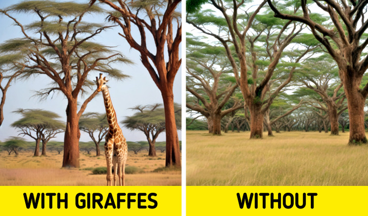 Dwindling giraffe numbers