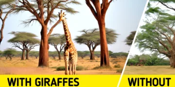 The Impending Extinction of Giraffes: A Call to Action