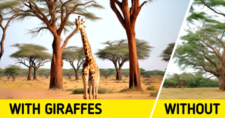 The Impending Extinction of Giraffes: A Call to Action