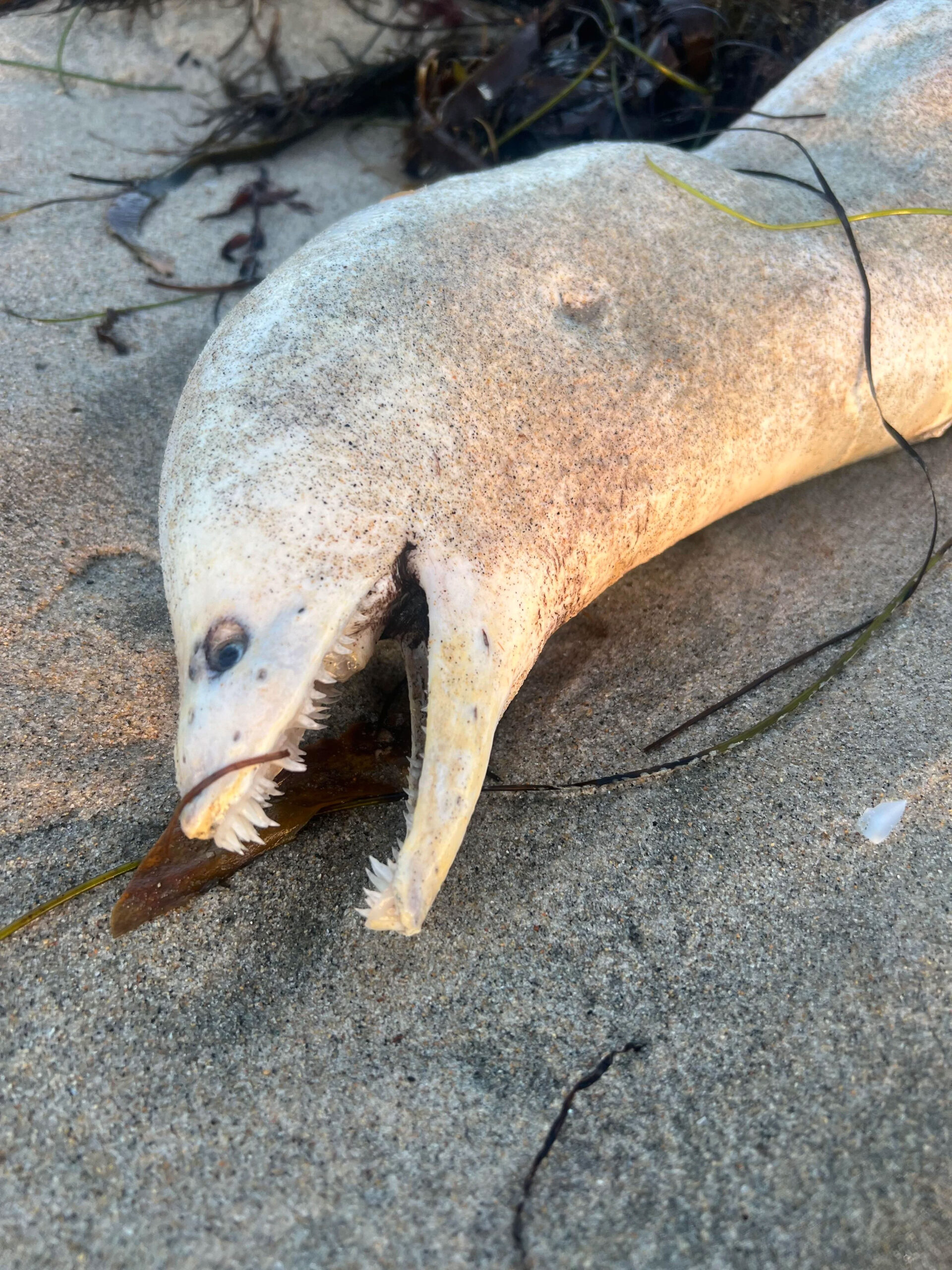 moray eel. Credit: Reddit