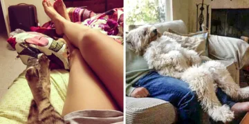 Meet the 15 Pets who Believe They’re Human!