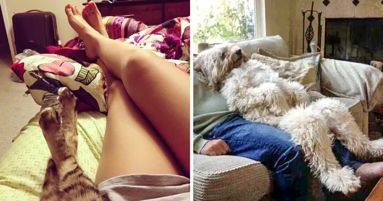 Meet the 15 Pets who Believe They’re Human!