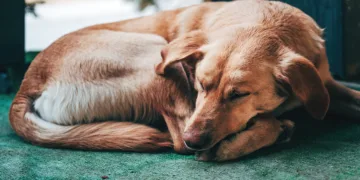 From Abandonment to a Happy Home: The Miraculous Turnaround of a Pup with a Rare Condition