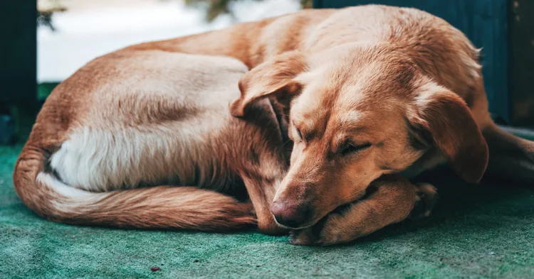 From Abandonment to a Happy Home: The Miraculous Turnaround of a Pup with a Rare Condition