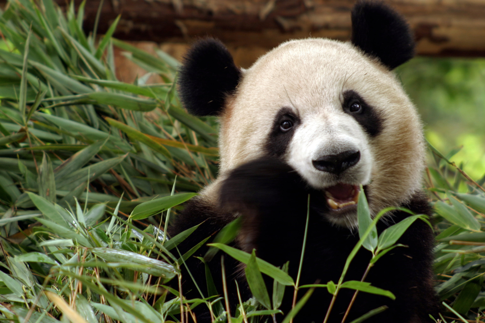 Zoo Exhibit Dogs as Pandas