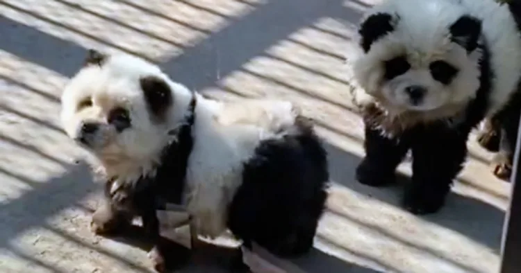 Vexation Grows Over Dyed Dogs Posing as Pandas in Chinese Zoo Exhibit