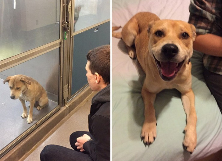 Before and After Adoption