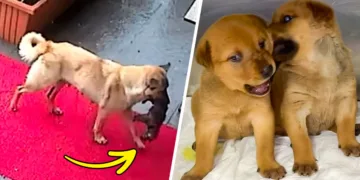 A Heartfelt Tale: Stray Dog Heroically Brings Her Ill Newborn to a Vet, Sparks Global Viral Sensation