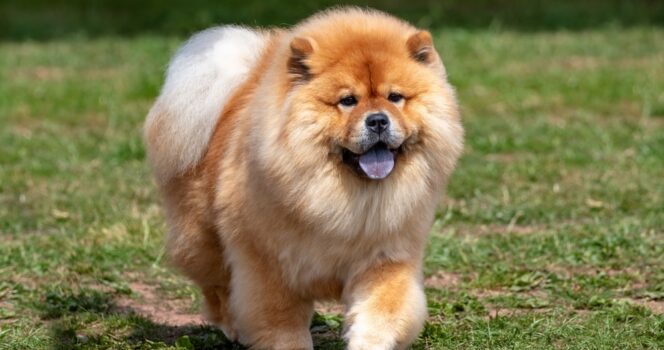 A Chow Chow / Credit: Shutterstock