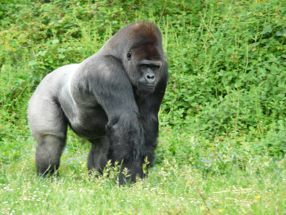 Gorillas mating at the zoo