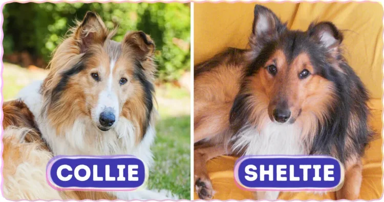 Joke: Decoding Canine Look-alikes: 8 Pairs of Dog Breeds That Prove…