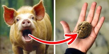 Man Found Rare $600,000 Treasure Stone Inside a Pig – video