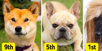 Discover the Top 10 Calm and Low-Bark Dog Breeds