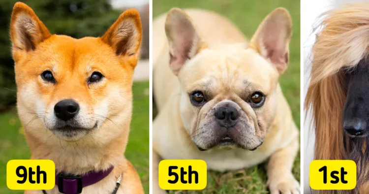 Discover the Top 10 Calm and Low-Bark Dog Breeds