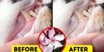 The Hidden Dangers of Common Flora: 10 Plants Potentially Fatal to Your Pets