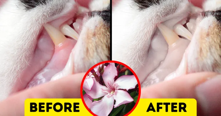 The Hidden Dangers of Common Flora: 10 Plants Potentially Fatal to Your Pets