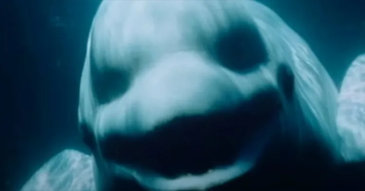 Spectacular Beluga Whale Sounds Seem to Mimic Human Speech in Startling Audio