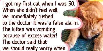 10+ Unambiguous Indications That Your Feline Friend Might Require Veterinary Assistance