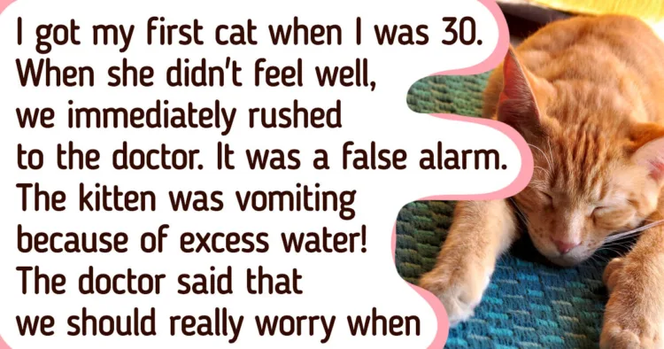 10+ Unambiguous Indications That Your Feline Friend Might Require Veterinary Assistance