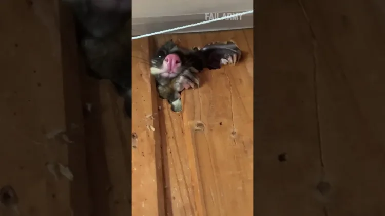 possum in the walls wants inside – video